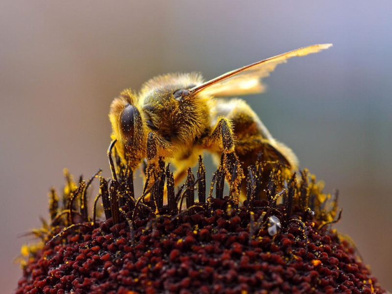 abeja